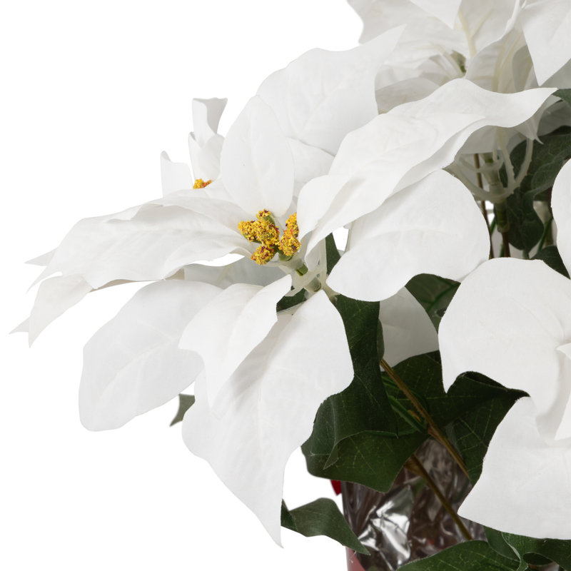 Arrangement de poinsettias, Blanc, Rouge, H 14,5 po x l 11,5 po x P 11,5 po