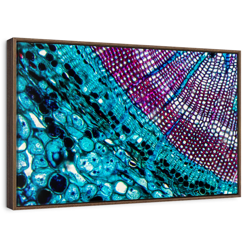 Pine Stem Under Microscope, 19" X 13", Floating Frame Walnut