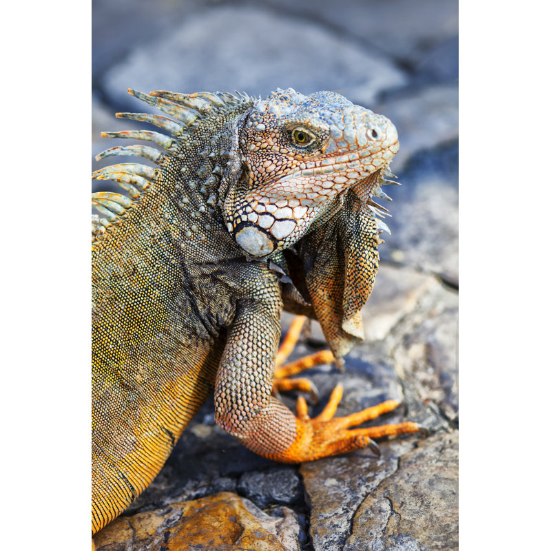 Iguane par Kycstudio, H 12 po x l 8 po