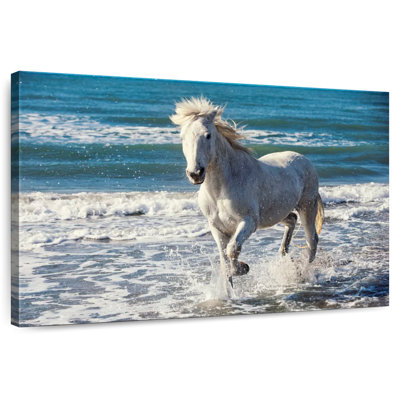 Brampt Camargue qui court sur la plage