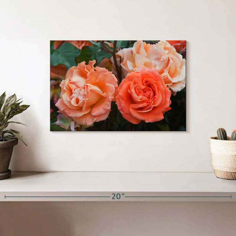 Roses hybrides orange Harnek, H 8 po x l 12 po