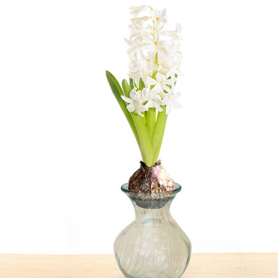 Hyacinth Seed Kit with Artisan Glass