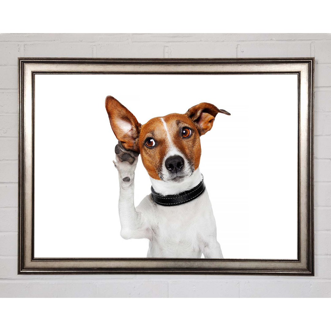 Jack Russell Hund Listen Gerahmter Druck Wandkunst