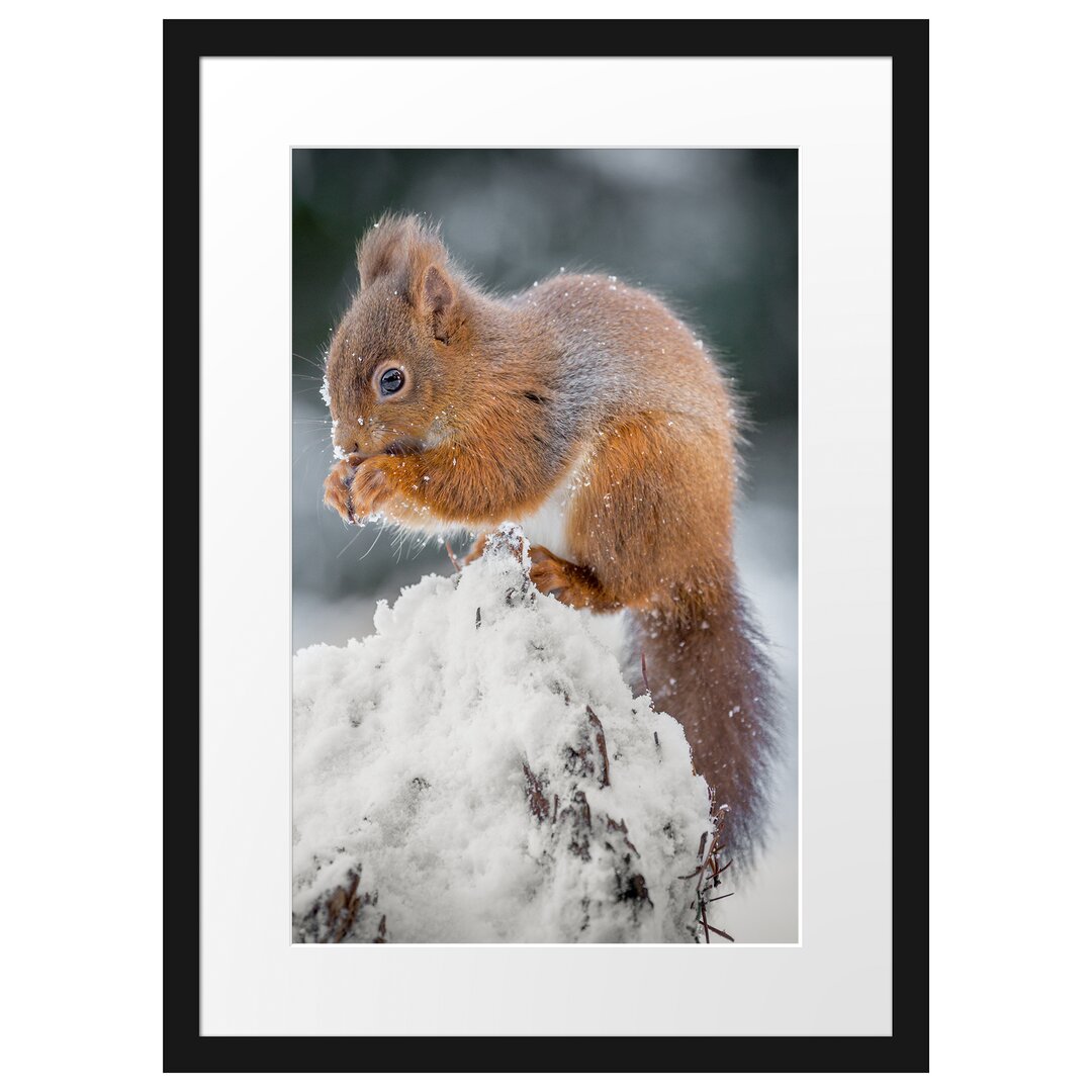 Gerahmtes Poster Kleines Eichhörnchen im Winter