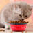Pet Bowl