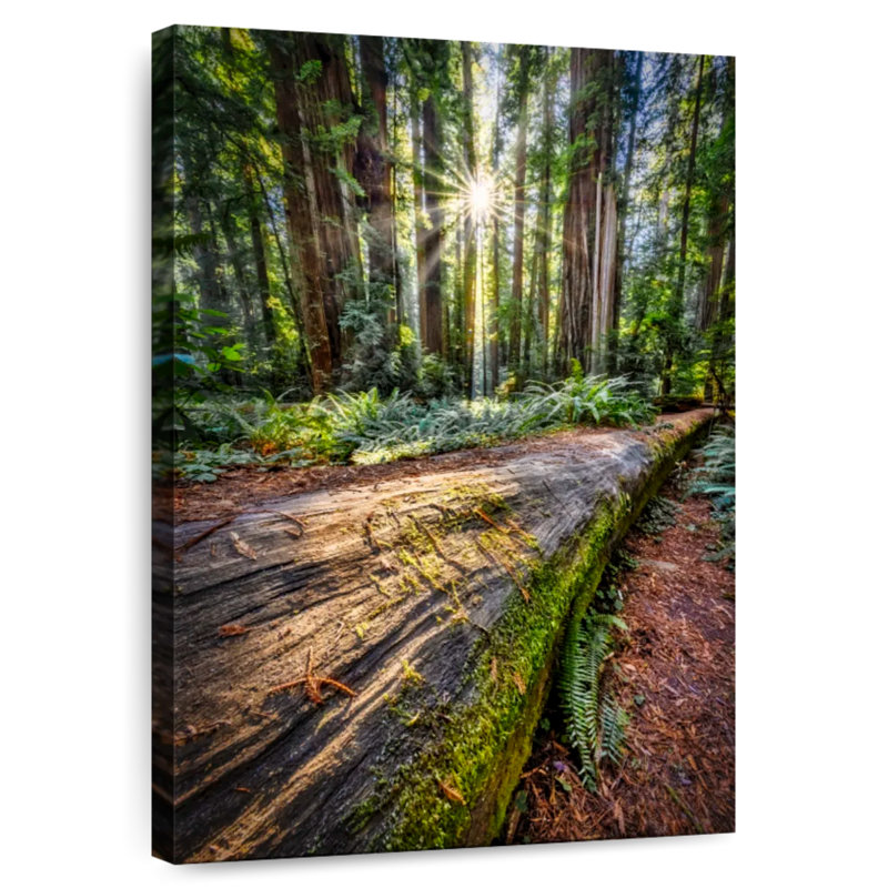 Harnek Sunrise à Jedediah Smith, forêt de séquoia, H 39 po x l 26 po