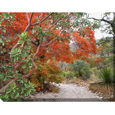 Madrone and Maple, reproduction de photo sur toile tendue encadrée