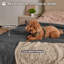 Pet Blanket-109513392