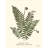Pressed Fern Set