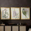 Antique Botanical Collection I - Toile tendue avec châssis sur mesure - 3 pièces-669417044-669417048