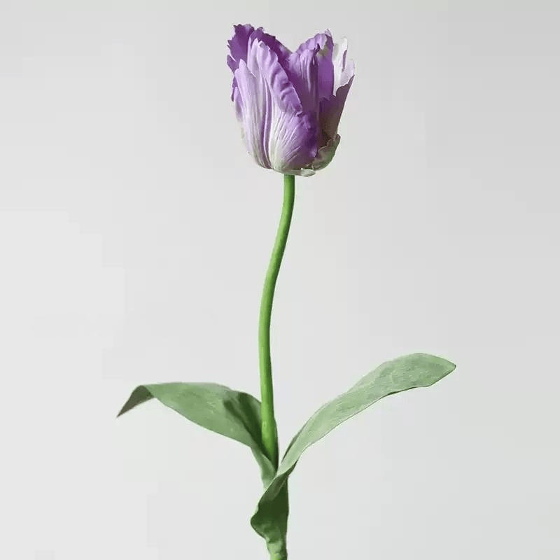 Tige de tulipe gracieuse - 27 po, [A] 1 Stem, Soft Green White