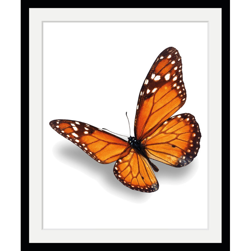 Butterfly - Single Picture Frame Print