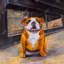 Sourire de bouledogue - reproduction encadrée pour la décoration intérieure-948995875