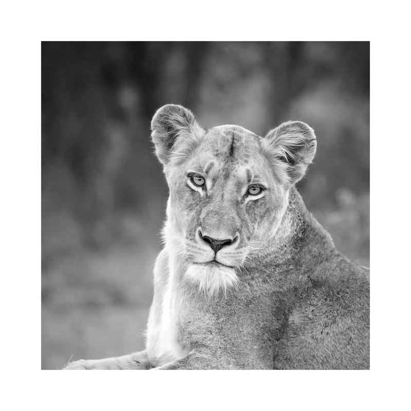 Lioness In Black And White by MScottPhotography - Wrapped Canvas Gallery-Wrapped Canvas Giclée, 30.48 cm H x 30.48 cm W