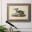 «Brown Pelican» par John Audubon - peinture sur toile encadrée-1259366781-1231816789