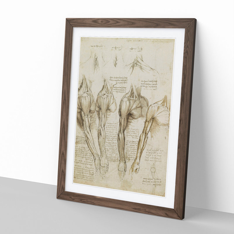 Human Anatomy Vol.8 by Leonardo Da Vinci - Picture Frame Drawing, 36cm H x 27cm W x 2cm D, Walnut Framed
