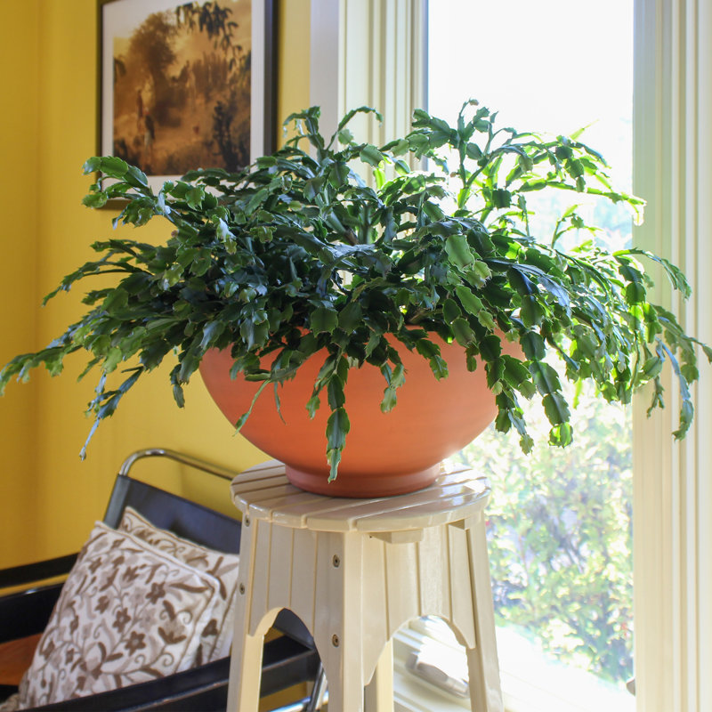 Burnt Sienna Galvanized Steel 12" Bowl Planter