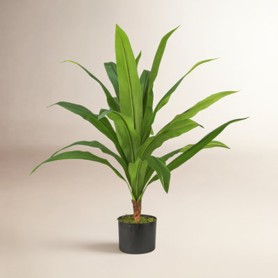 Yardley 36'' Faux Dracaena Plant in Pot
