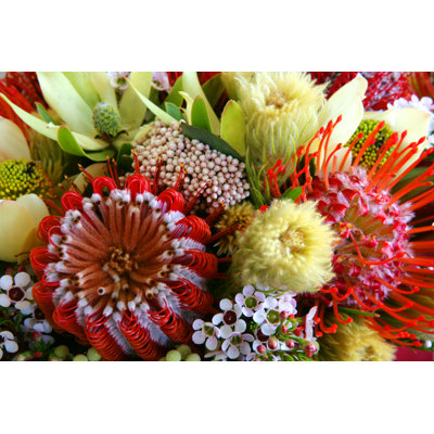 " Assorted Australian Natives "