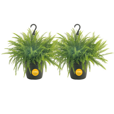 Fern Plant in Pot