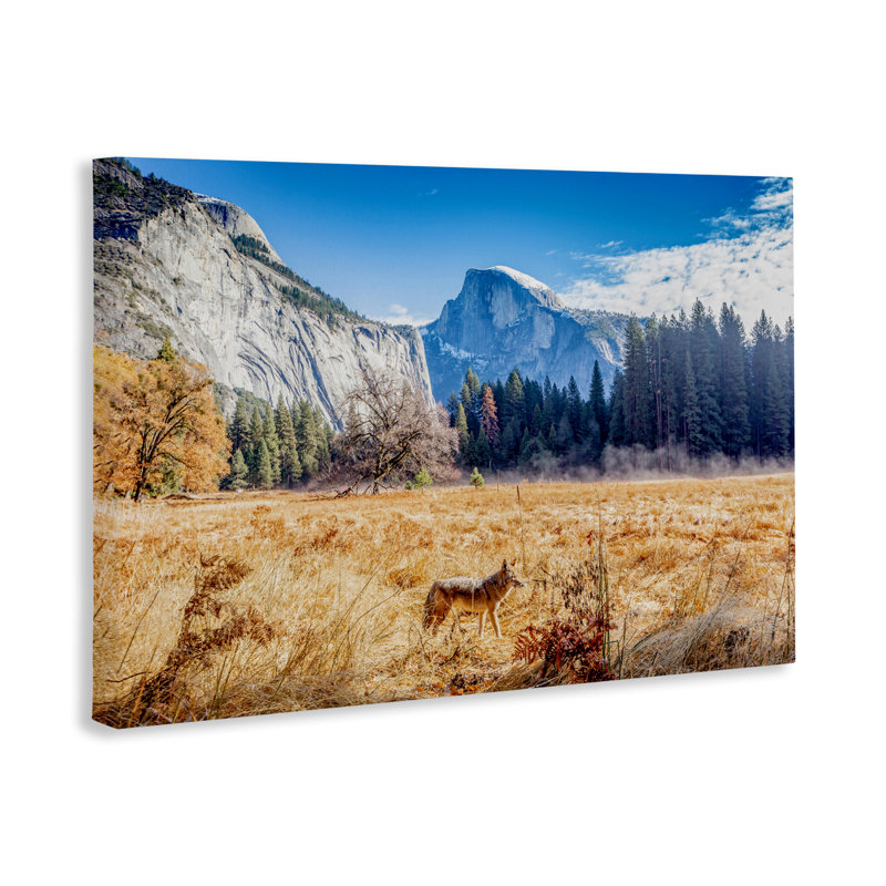 Coyote dans une prairie de montagne, design par Jeff Poe, H 16 po x l 24 po
