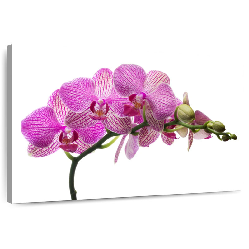Fleurs d'orchidées fraîches Harnek
