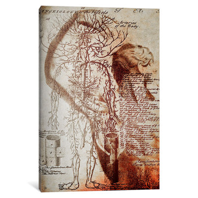 Victorian Anatomy - Wrapped Canvas Print