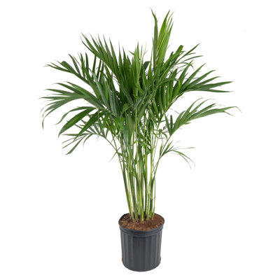Cat Palm in Nursery Pot