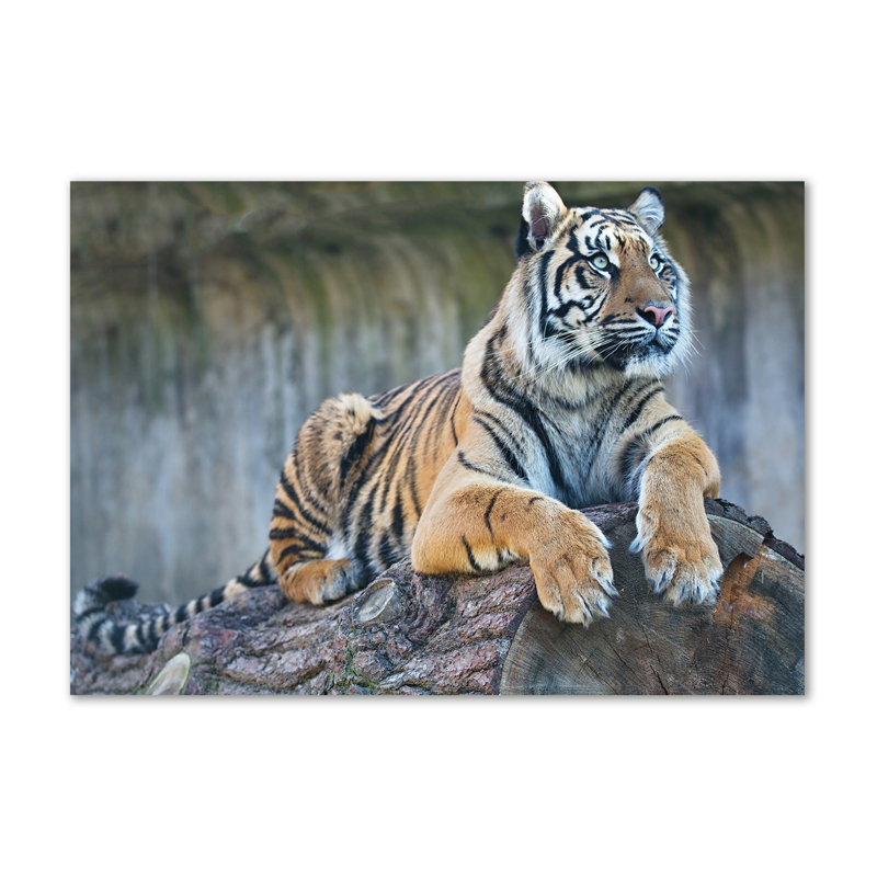 Tiger - Wrapped Canvas Print