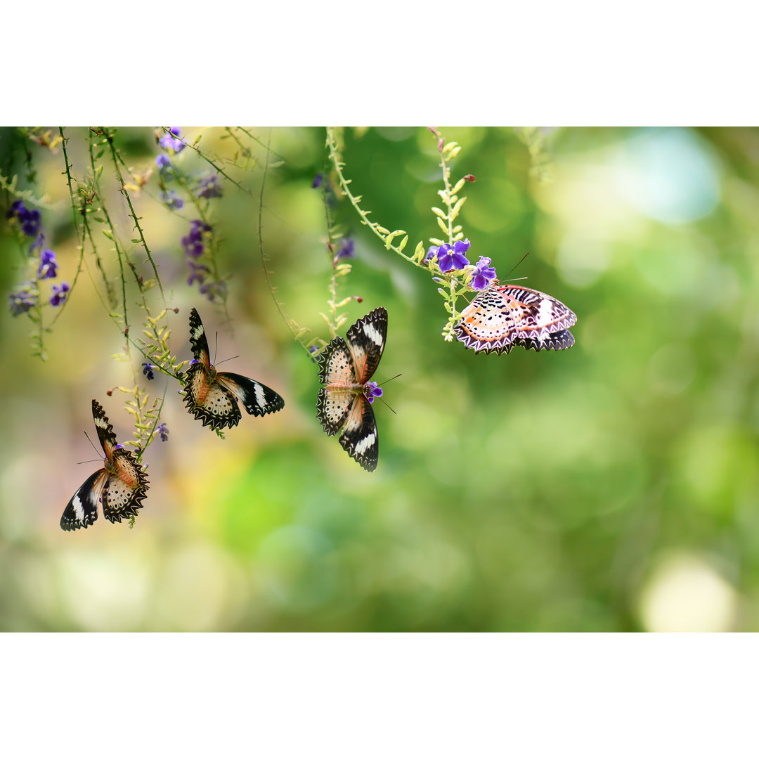 Schmetterling - Foto ohne Rahmen auf Leinwand