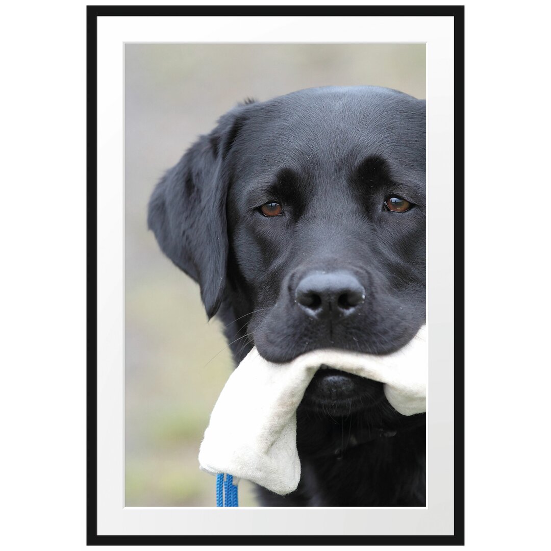 Gerahmtes Poster Schwarzer Labrador mit Spielzeug