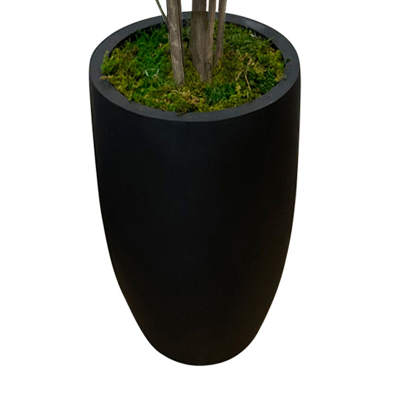 Schefflera Tree in a Round Fiberstone Pot
