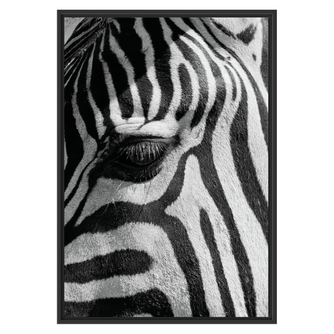 Gerahmtes Wandbild Zebra Porträt