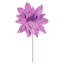 Tiges de poinsettia Clementina-1700957669
