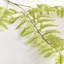 Bracken Fern Stem