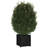 Wood Pot Planter