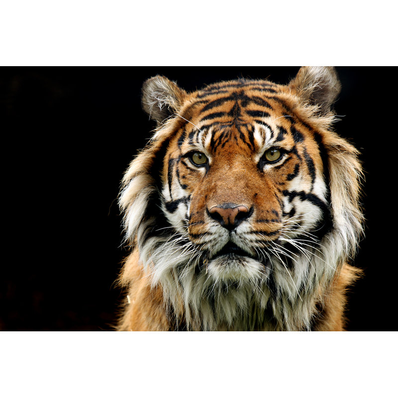 Tiger Burning Bright - Wrapped Canvas Print, 61cm H x 91cm W