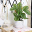 Vega 12'' Faux Foliage Plant in Ceramic Planter
