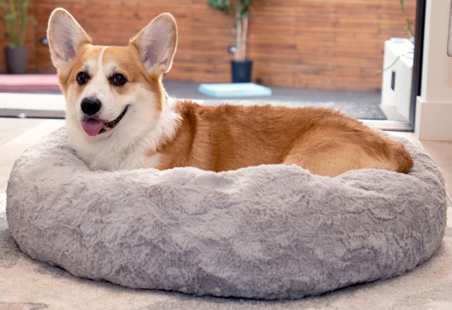 5-Star Dog Beds