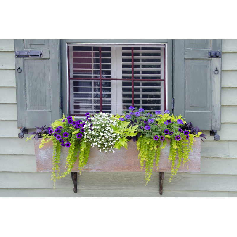 Pastel Windows IV by Laura DeNardo - Print on Canvas, 30 cm H x 46 cm W, Black Floater Framed