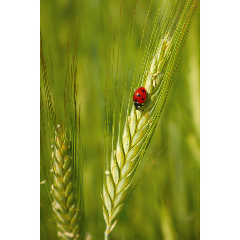 Red Ladybug - Wrapped Canvas Print, 46cm H x 30cm W x 3.8cm D
