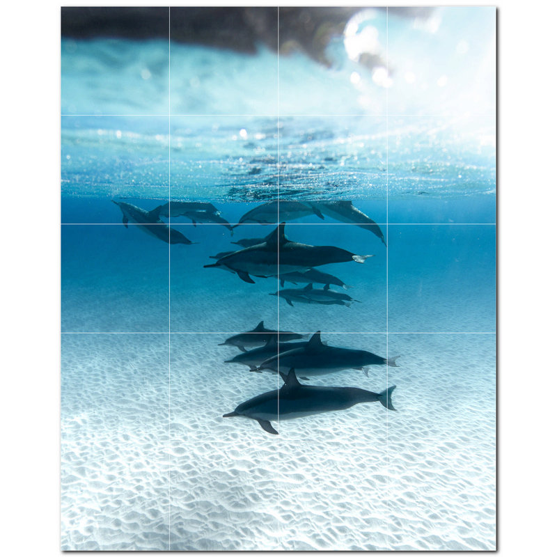 Dauphin photo 12 x 12