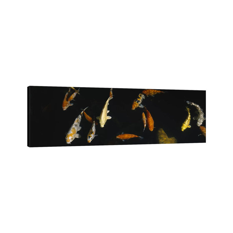 Close-up Of A School Of Fish In An Aquarium, Japanese Koi Fish, Capitol Aquarium - Wrapped Canvas Panoramic Print