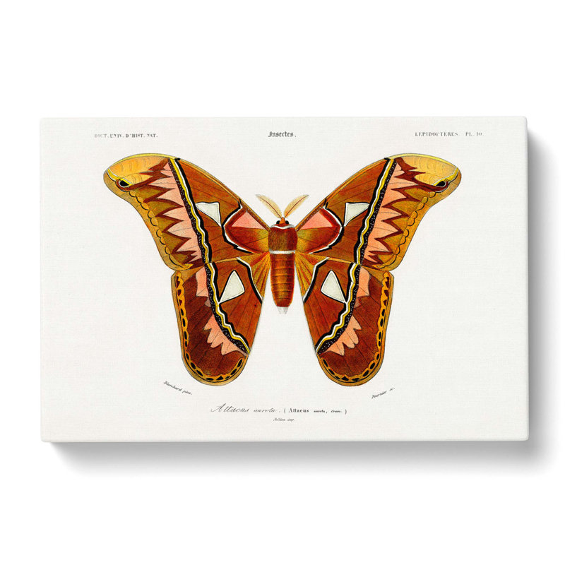 Attacus Atlas Moth by Charles d'Orbigny - Wrapped Canvas Painting Pint - Wrapped Canvas, 35cm H x 50cm W x 3cm D