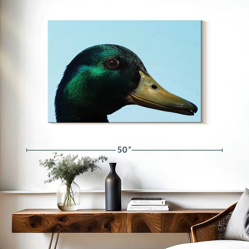 Canard colvert en gros plan, H 26 po x l 39 po