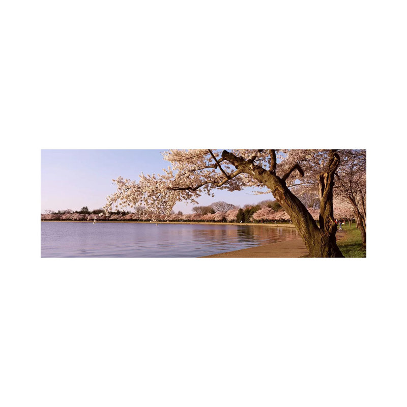 Cherry Blossom Tree Along A Lake, Potomac Park, Washington DC, USA - Wrapped Canvas Panoramic Print, 182.88 cm H x 60.96 cm W