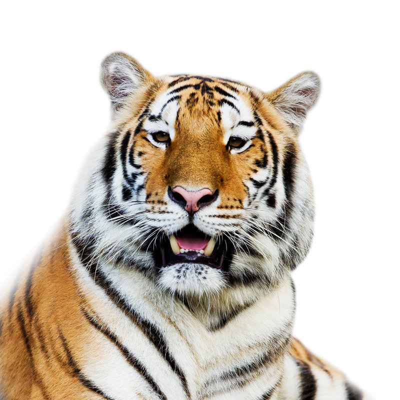 Close Up Tiger - Wrapped Canvas Print, 51cm H x 51cm W x 3.8cm D