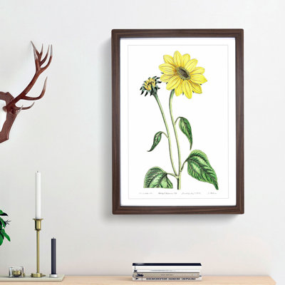 Trumpet Stalked Sunflowers - Framed Print