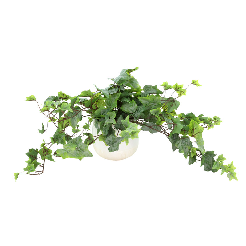 Ivy in a Ceramic Pot