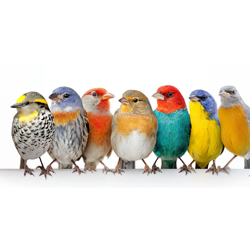 Golden Sky, oiseaux chanteurs sur toile tendue, H 20 po x l 40 po